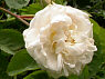 Alba maxima