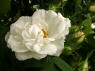 Alba suaveolens