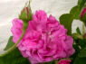 "Blush Damask"