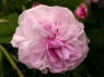 Blush Hip