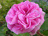 Duchesse de Verneuil