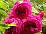 "La Reine"