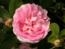 Great Maiden's Blush
