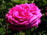 "La Noblesse"