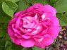"Päonienrose"