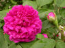 Rose de Resht