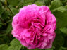 "Royal Marbrée"