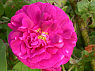Sissinghurst Castle