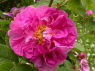 Tapetenrose