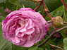 "Duke of Cambridge"