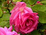 Zephirine Drouhin